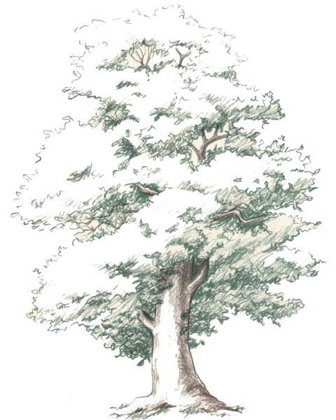 Tree2